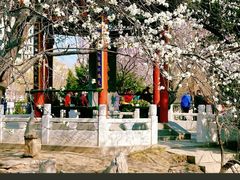 -桃花堤公园