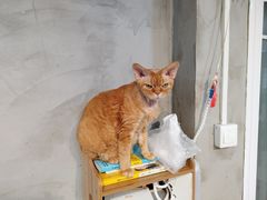 -Heymao猫咖.咖啡厅(东门店)