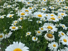 -汉长安城未央宫国家考古遗址公园