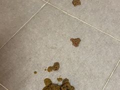 -伟伟宠物医院·瑞派猫友好医院·猫科(光谷店)