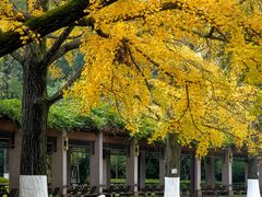 -四川大学(华西校区)