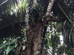 -呀诺达热带雨林