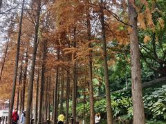 -重庆彩云湖湿地公园