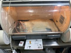 -瑞派名望志远动物医院·猫科·內科·异宠专科(直港大道店)