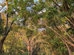 -深圳仙湖植物园