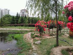 -咸阳湖景区-古渡公园