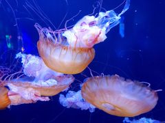 -成都浩海立方海洋公园