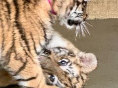 -大连森林动物园