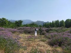 -秦岭风景区