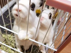 -猫猫幼稚园·撸猫·桌游·电玩