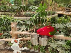 -南宫五洲植物乐园