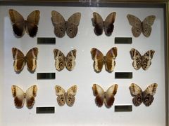 -上海昆虫博物馆