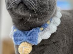 -喵园·猫主题咖啡厅·撸猫·猫咖(国贸店)