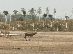 -盐城丹顶鹤湿地生态旅游区