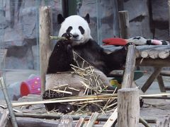 -栾川竹海野生动物园