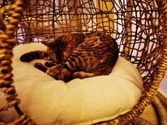 -猫腻·猫咖·撸猫馆(星光大道店)