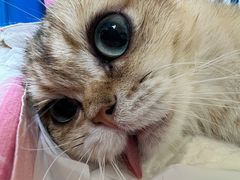 -纳吉亚猫专科动物诊疗中心(蒋宅口分院)