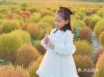 夕阳下的地肤草太出片了！