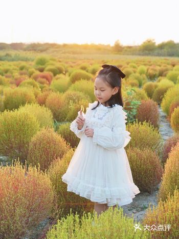 夕阳下的地肤草太出片了！