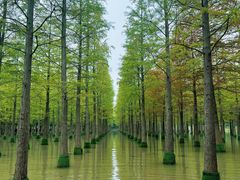 -泗洪洪泽湖湿地景区