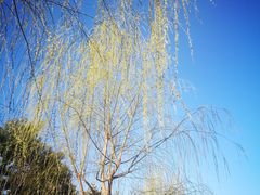 -中华世纪坛