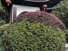 -十八棵（老龙井）御茶园(老龙井店)