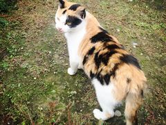 -祁门牯牛降观音堂风景区