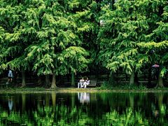 -上海共青森林公园