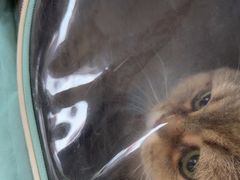 -瑞派福兴宠物医院犬猫全科·骨科·中西医结合(河东店)