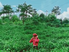 -汤山温泉房车营地 茶温泉