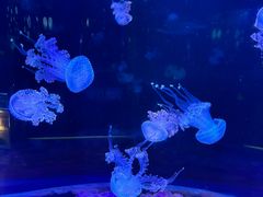 -欢乐海岸海洋奇梦馆