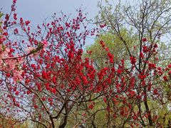 -桃花堤公园