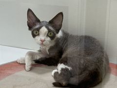 -青奢宠物·青奢猫舍