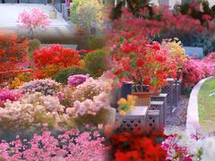 -深圳国际园林花卉博览园