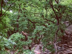-大觉寺-停车场