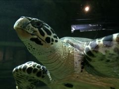-凯莉-塔尔敦海洋生物水族馆