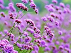 -石井坡(地铁站)