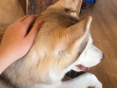 -Husky Go! 哈士奇体验馆·宠物咖啡厅狗咖