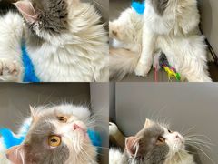 -喵园·猫主题咖啡厅·撸猫·猫咖(国贸店)