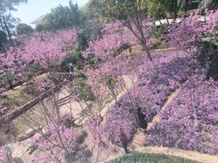 -狐尾山公园