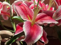 -都氏家DUSJOY(翡翠城店)