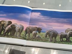 -罗红摄影艺术馆