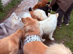 -趣多多宠物公园·宠物训犬学校·宠物寄养