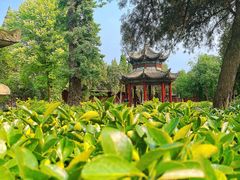 -洛阳白马寺
