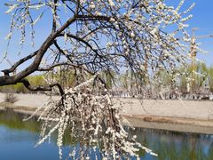 -桃花堤公园