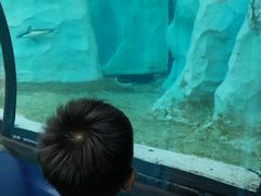 -帝企鹅自助餐厅•儿童岛•真企鹅(长隆企鹅酒店)