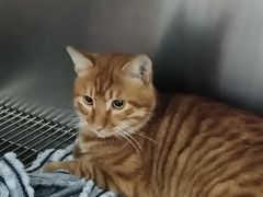 -萌兽医馆·宠物医院·猫骨科(创景店)