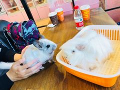 -藦茜花园宠物主题亲子互动体验馆(国顺东路店)