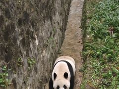 -都江堰中华大熊猫苑