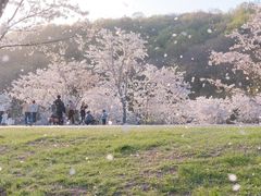 -羊山湖公园